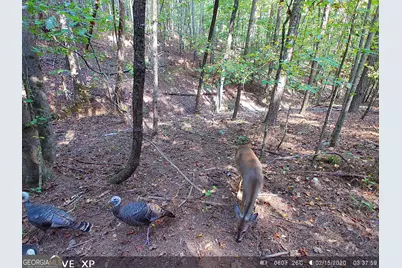 0 Hulsey Trail, Canton, GA 30114 - Photo 3