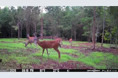 132 Acres Carlisle Gap Road, Woodland, GA 31836 - Photo 3