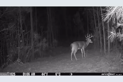132 Acres Carlisle Gap Road, Woodland, GA 31836 - Photo 27