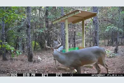 15.62 Acres Carlisle Gap Road, Woodland, GA 31836 - Photo 23