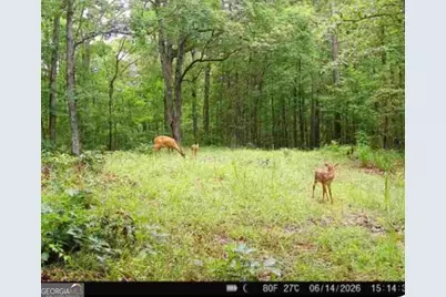 Tract 2 Dennis Creek Road, Talbotton, GA 31827 - Photo 5
