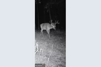 Tract 2 Dennis Creek Road, Talbotton, GA 31827 - Photo 3