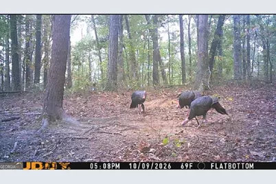 2466 Flatbottom Rd, Ball Ground, GA 30107 - Photo 35