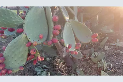 1290 Orange Ave, Patterson, CA 95363 - Photo 13