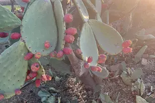 1290 Orange Ave, Patterson, CA 95363 - Photo 13