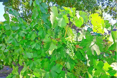 421 Twin Oaks Ln, Walnut Creek, CA 94596 - Photo 59