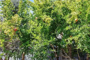 2309 High St, Oakland, CA 94601 - Photo 37