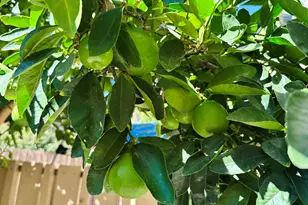 9005 Alcosta Blvd, San Ramon, CA 94583 - Photo 19