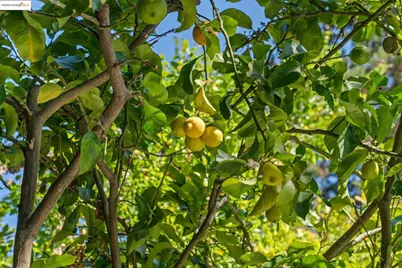 5673 Florence Ter, Oakland, CA 94611 - Photo 7