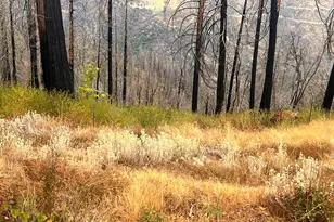 4025 Volcanoville Rd, Georgetown, CA 95634 - Photo 1