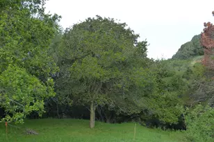 11275 Kerrigan Dr, Oakland, CA 94605 - Photo 5