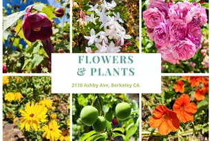 2110 Ashby Ave, Berkeley, CA 94705 - Photo 39