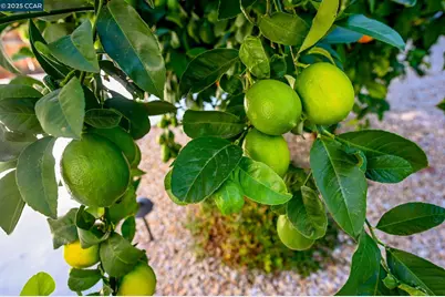 1075 Irwin Court, Concord, CA 94518 - Photo 45