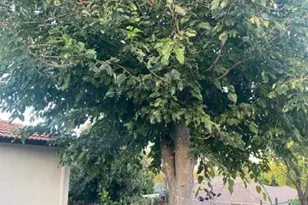 4257 Suzanne Dr, Pittsburg, CA 94565 - Photo 33