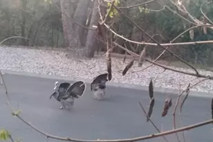 91 Diana Way, Antioch, CA 94509 - Photo 3