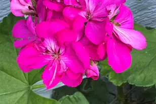 3124 Sunflower Dr, Antioch, CA 94531 - Photo 9