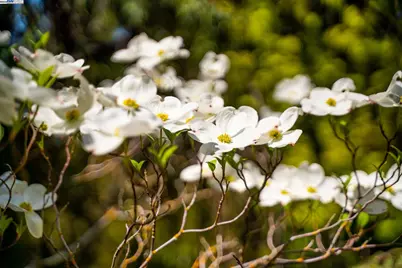 484 El Pintado Rd, Danville, CA 94526 - Photo 57