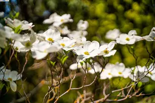 484 El Pintado Rd, Danville, CA 94526 - Photo 57