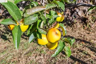 3412 Magnolia St, Oakland, CA 94608 - Photo 39