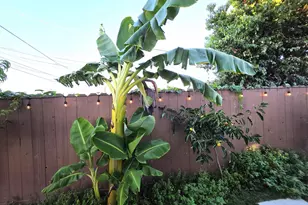 10468 West Ct, Oakland, CA 94603 - Photo 3