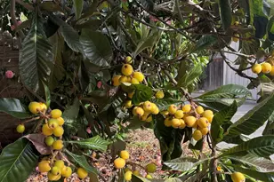 348 Dowling Blvd, San Leandro, CA 94577 - Photo 53