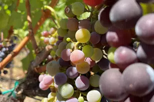 348 Dowling Blvd, San Leandro, CA 94577 - Photo 51