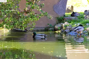 1311 Webster St, Alameda, CA 94501 - Photo 31