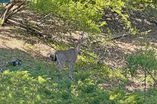 117 Dean Rd, Alamo, CA 94507 - Photo 21