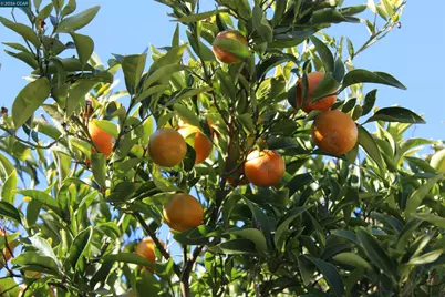 330 W Cypress Rd, Oakley, CA 94561 - Photo 53