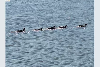 4794 Snowy Egret Way, Oakley, CA 94561 - Photo 39