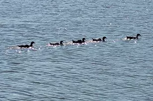 4794 Snowy Egret Way, Oakley, CA 94561 - Photo 39