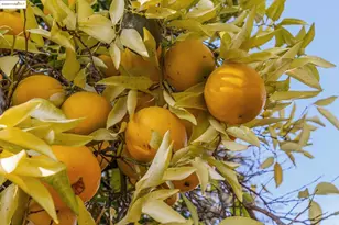 1918 Marguerite Ave, Pleasant Hill, CA 94523 - Photo 37