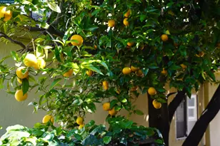 2645 Maxwell, Oakland, CA 94619 - Photo 5