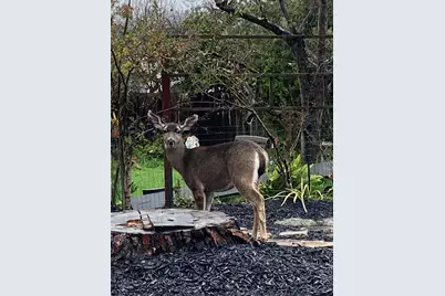 1515 Rose St, Berkeley, CA 94703 - Photo 39