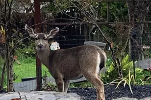 1515 Rose St, Berkeley, CA 94703 - Photo 39