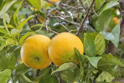 110 Duncan Way, Oakland, CA 94611 - Photo 57