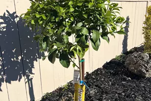 91 Lake Dr, Antioch, CA 94509 - Photo 35