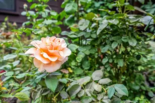 411 La Vista Rd, Walnut Creek, CA 94598 - Photo 53