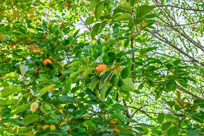 2463 Aarles Ct, Walnut Creek, CA 94598 - Photo 49