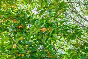 2463 Aarles Ct, Walnut Creek, CA 94598 - Photo 49