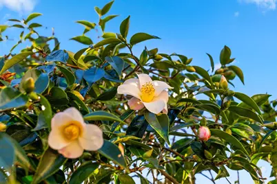 1315 Wellington St, Oakland, CA 94602 - Photo 33