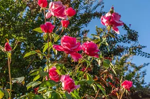 843 Luz Ct, Danville, CA 94526 - Photo 39