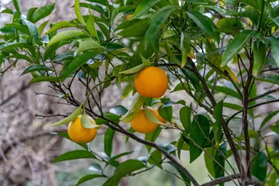 15 Los Dedos Road, Orinda, CA 94563 - Photo 45