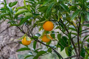 15 Los Dedos Rd, Orinda, CA 94563 - Photo 45