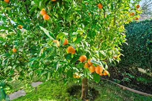 1202 Lillian Ave, San Leandro, CA 94578 - Photo 45