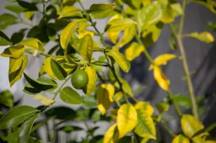 3570 Jordan Rd, Oakland, CA 94619 - Photo 55