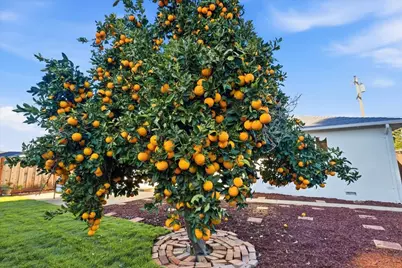 4564 San Juan Ave, Fremont, CA 94536 - Photo 59