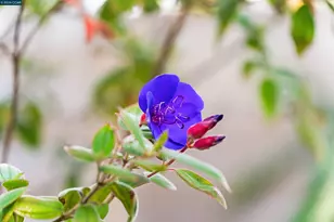 582 La Corso Dr, Walnut Creek, CA 94598 - Photo 41