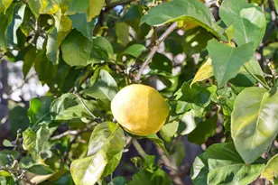 37 Monticello Ave, Piedmont, CA 94611 - Photo 45