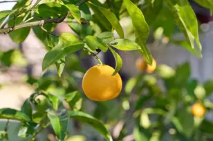 37 Monticello Ave, Piedmont, CA 94611 - Photo 37